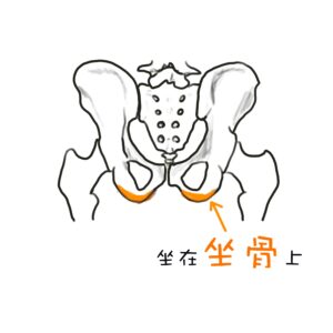 人因肌肉骨骼_坐骨