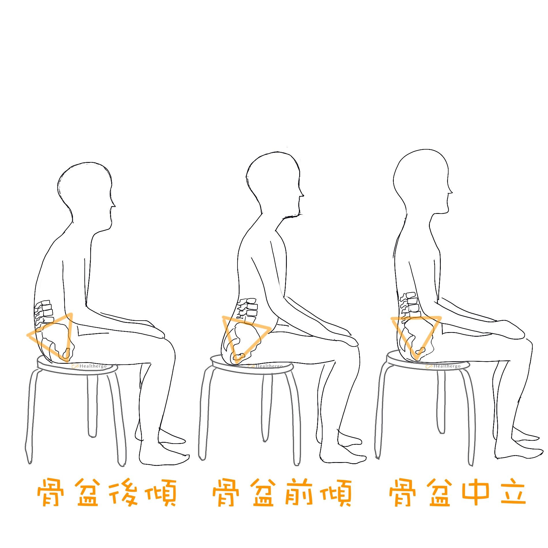 坐姿下骨盆動作(骨盆前傾、骨盆中立、骨盆後傾)