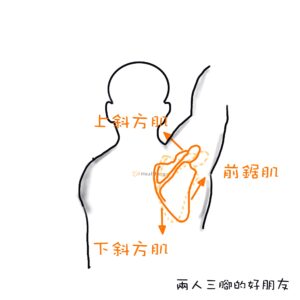 肌肉骨骼動作:肩胛骨上轉肌肉