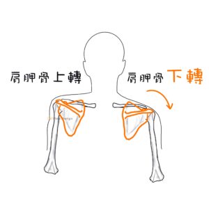 人因肌肉骨骼:自然垂放肩胛骨位置