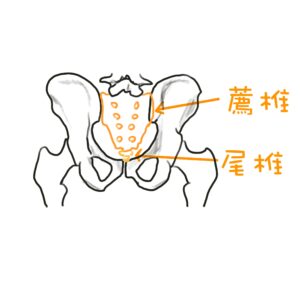 人因肌肉骨骼＿尾椎及薦椎