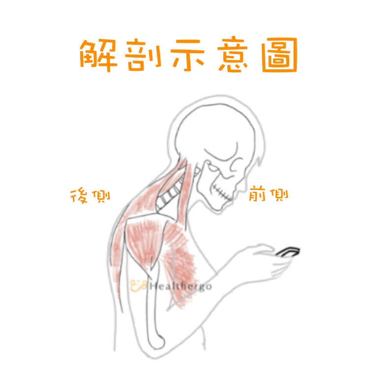 低頭姿勢下的頸椎與肌肉圖